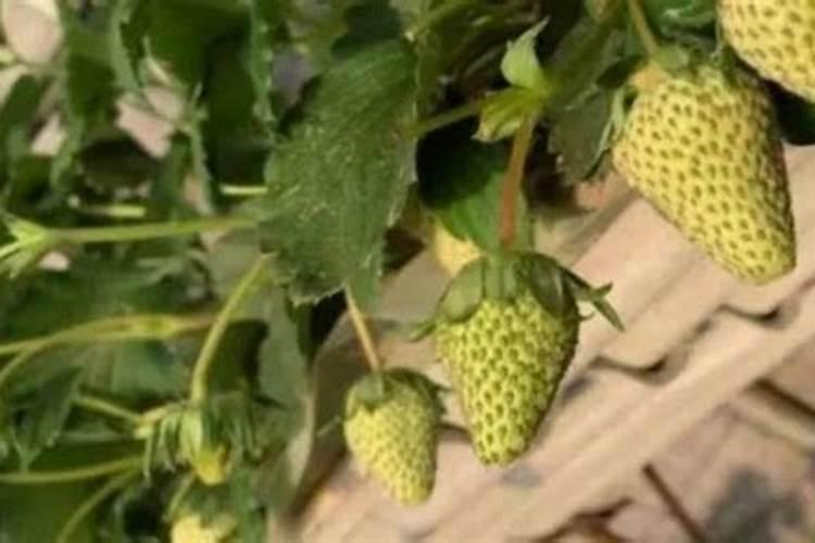 草莓上如何施水溶肥促幼果膨大？施用方法