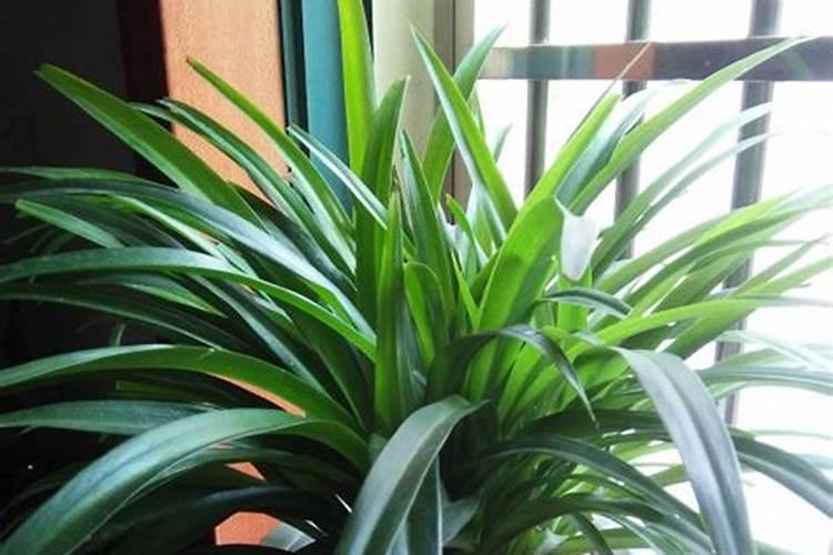 菜籽饼适合给什么菜施肥？ 菜籽饼施肥的植物介绍