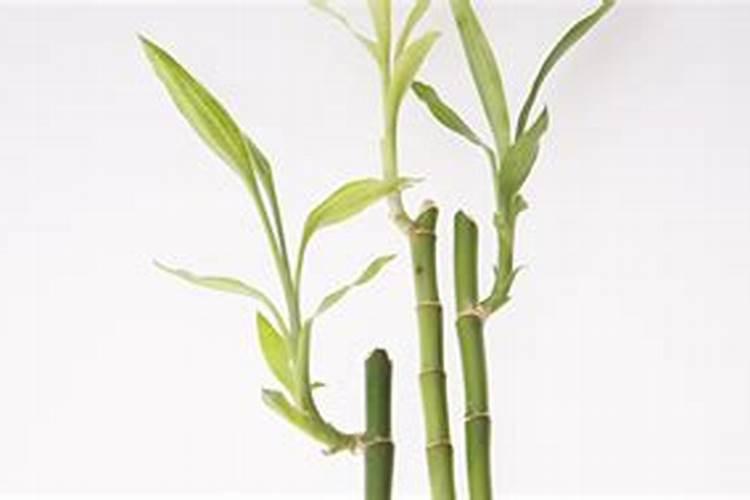 竹子想它茂盛点下什么肥好