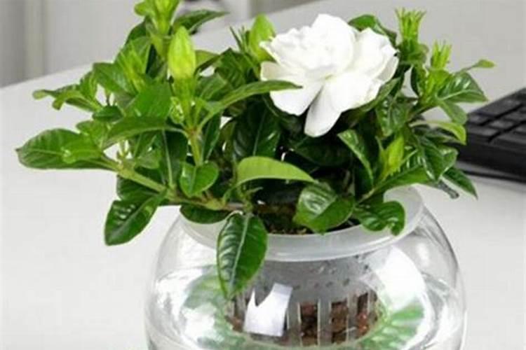 水培栀子花怎么养