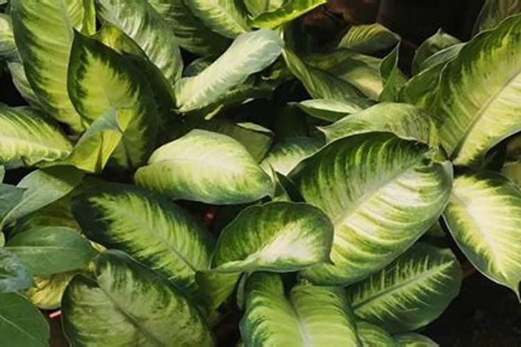 凉薯的种植时间和方法 高产栽培技术与管理措施