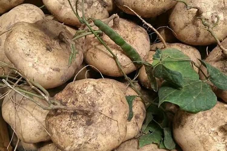 凉薯田间管理四大要点介绍!