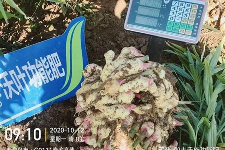 种生姜用什么肥料好