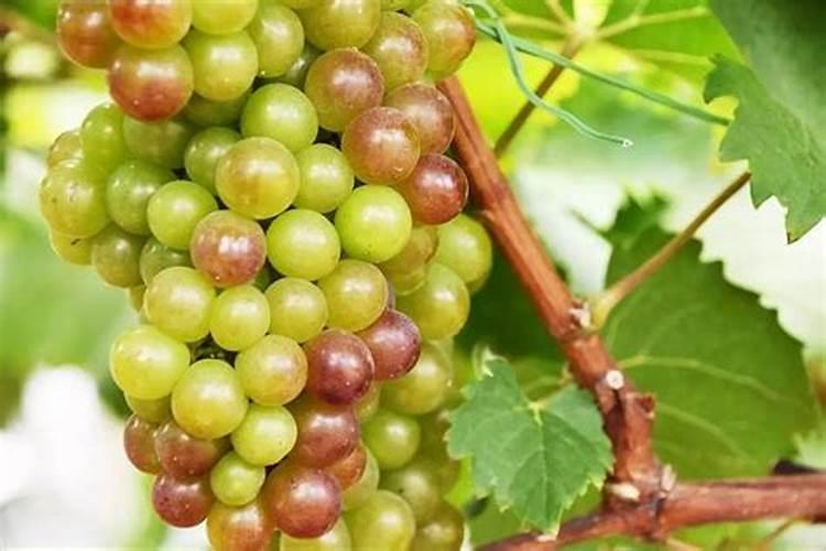 红堤葡萄喷施芸苔素的作用.能喷施几次？