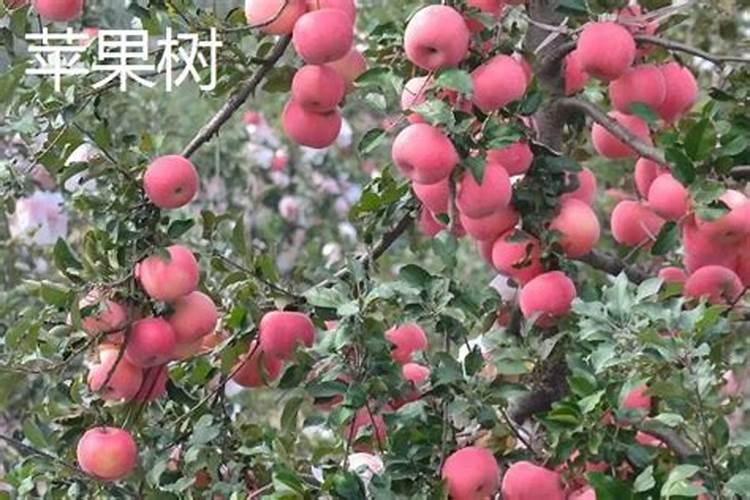 果树什么时候施肥最好