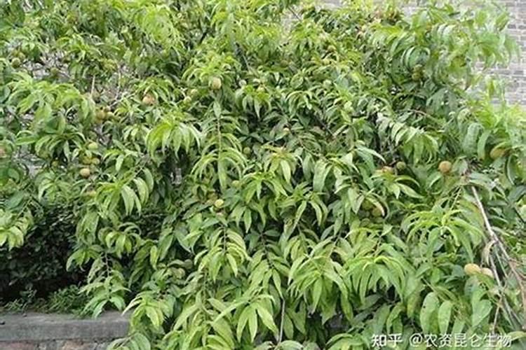 桃树可喷施硝酸镁叶面肥吗