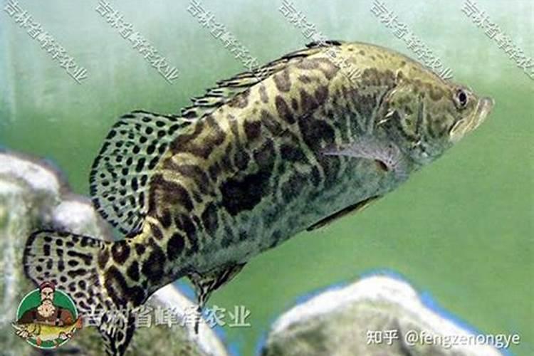 澳华集团的集团子公司