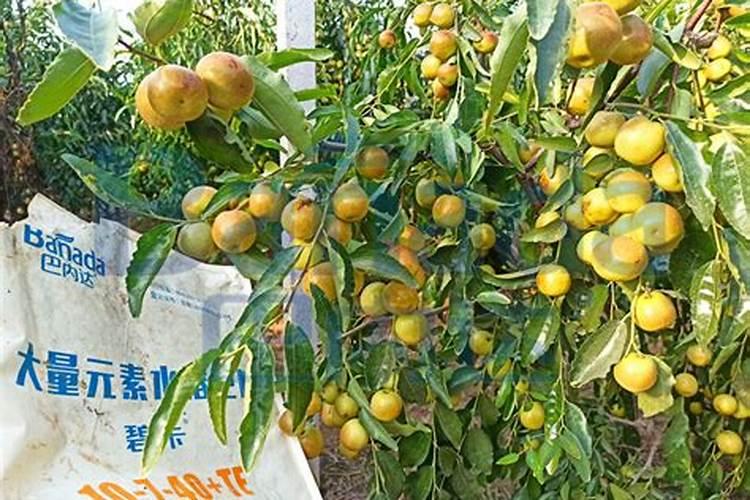 枣树用什么肥料又大又甜