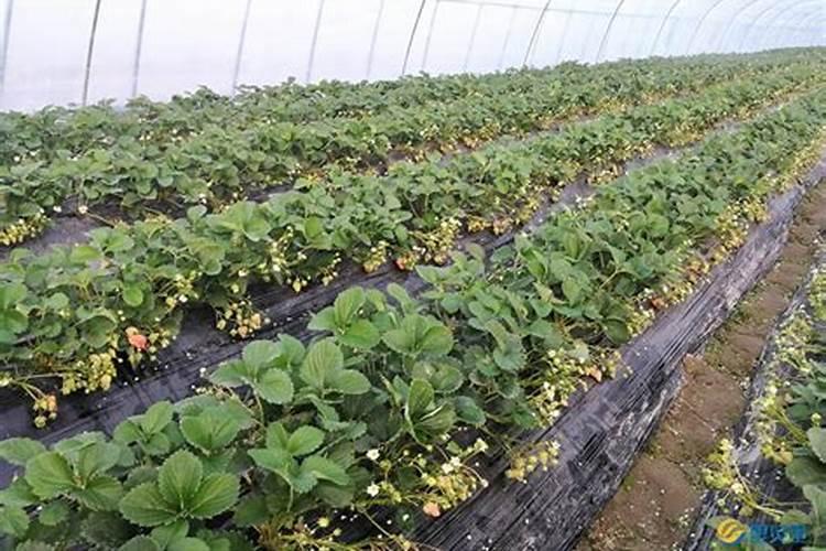 草莓什么时候冲高钾肥？草莓用什么水溶肥？
