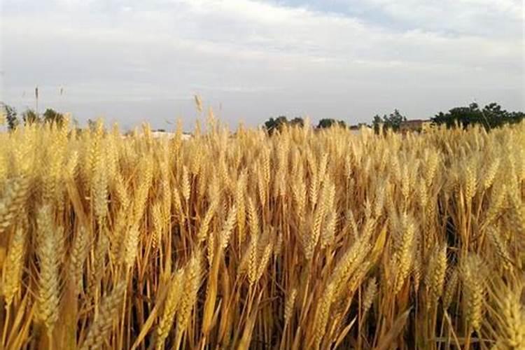 钾肥一亩地上多少