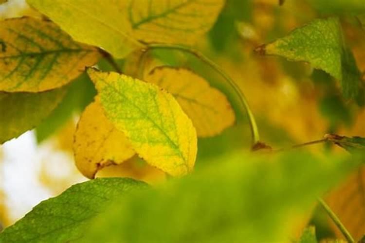 菜籽饼水肥和什么搭配好