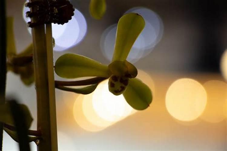 兰花施叶面肥后要注意什么