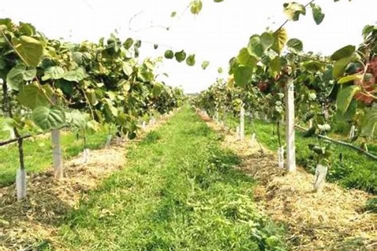 猕猴桃幼果膨大期氮磷钾怎么施肥更合理