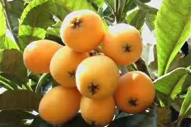 枇杷树什么时候施全钾肥最好？