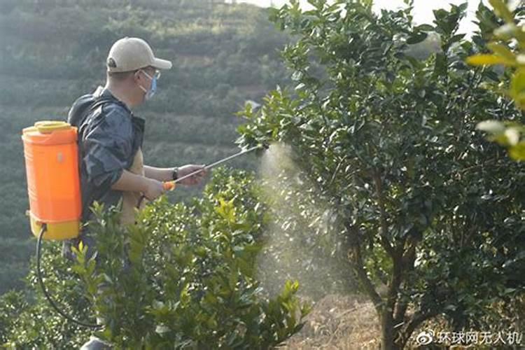 桔子树打什么时间施肥六月份什么时间打药。和上肥打什么药。