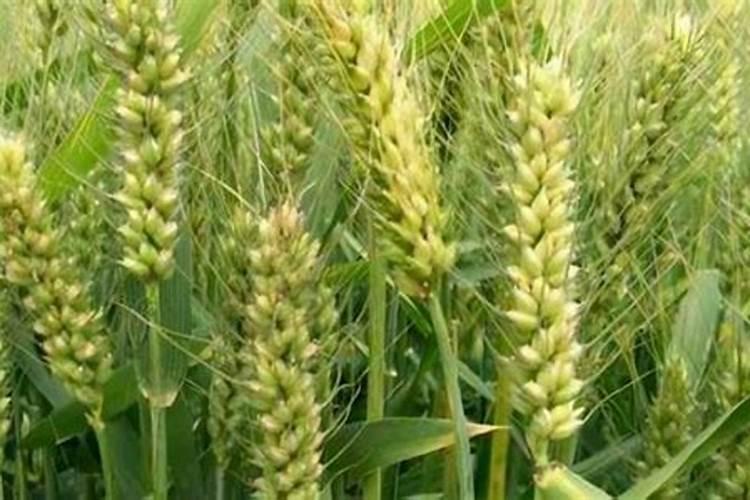 小麦第一水施什么肥？