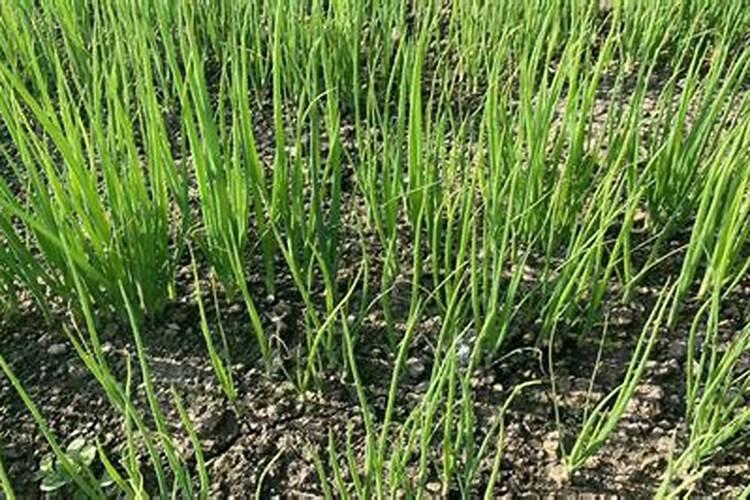 大葱用哪种肥料促进根系生长？大葱种植什么时候用肥比较好？