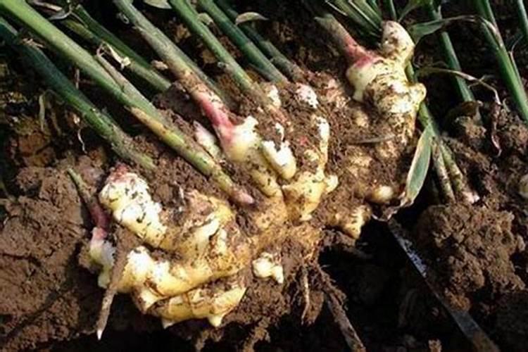 生姜种植怎么用肥？生姜用黑金晶矿源黄腐酸钾做底肥效果怎么样？