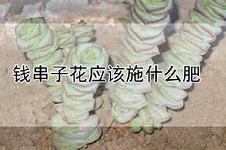 钱串子花施什么肥