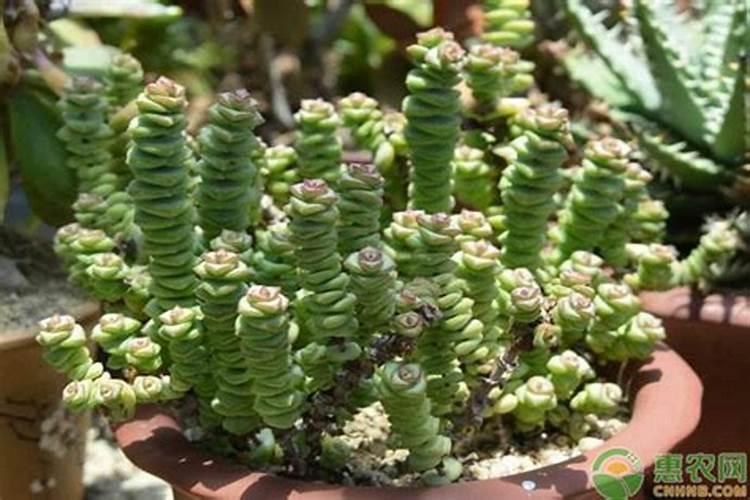 钱串子花应该施什么肥