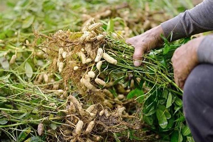 花生需要打几遍芸苔素