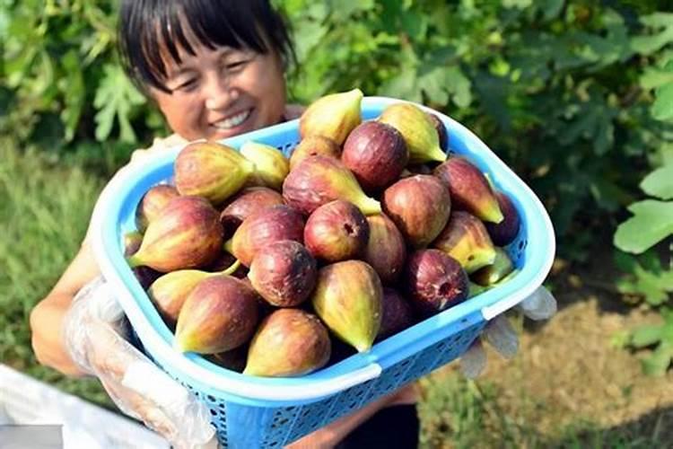 葡萄膨果期用什么肥料好