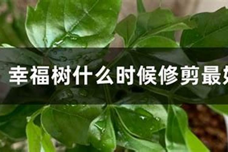 幸福树受冻了怎么办