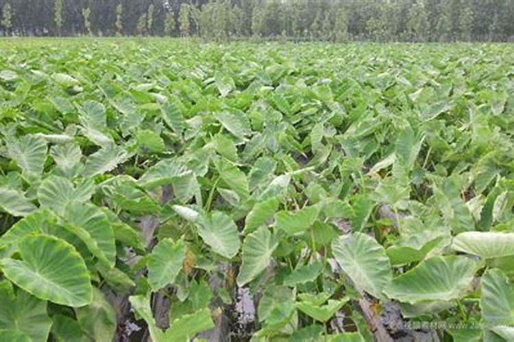 种植芋头叶面可以施磷酸二氢钾吗