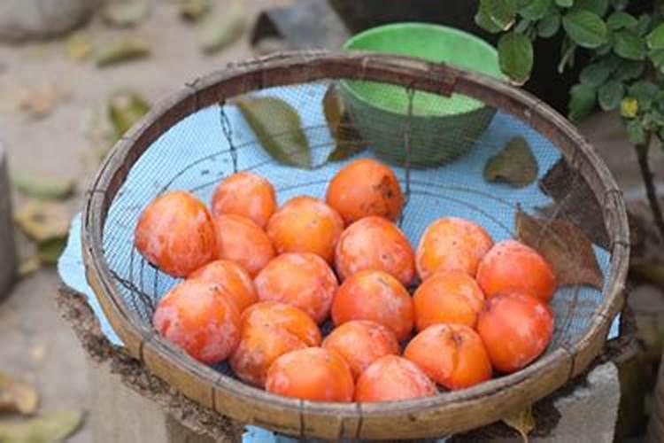 三角梅专用肥是什么肥