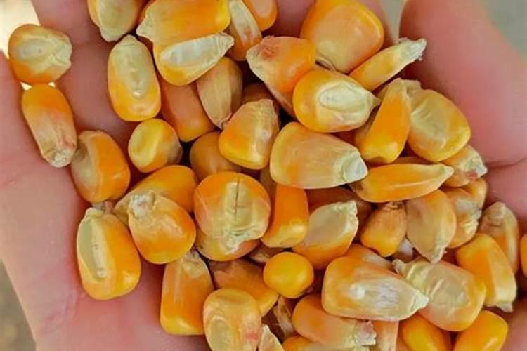 金正大控释玉米专用肥261212多少钱一吨