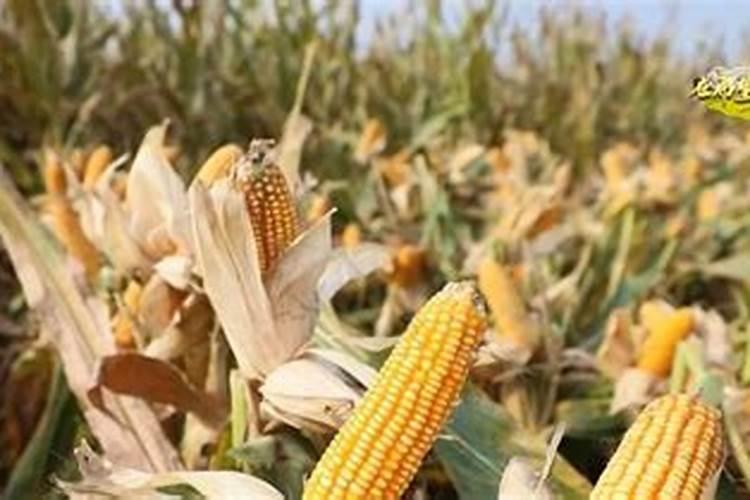 住商肥料玉米专用肥价格多少