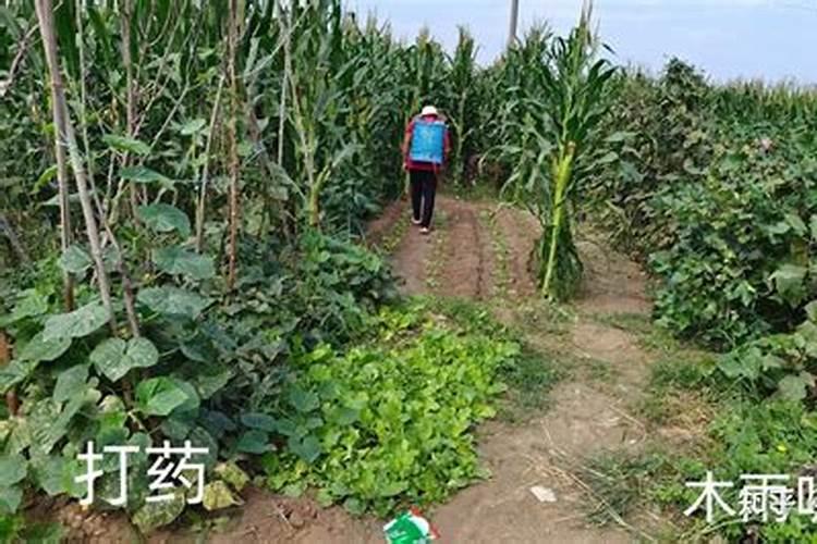 白芨用什么肥料来追肥最好 求大神指点