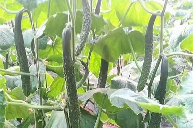 沼气液随水冲施冲豆角吗？