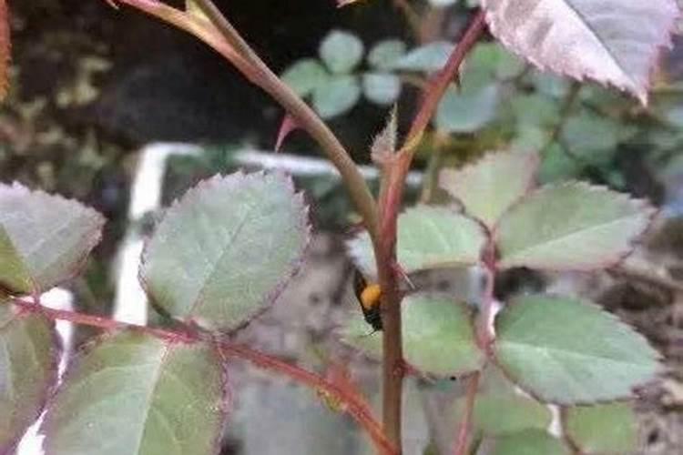 月季花施磷酸二氢钾肥料的正确用法