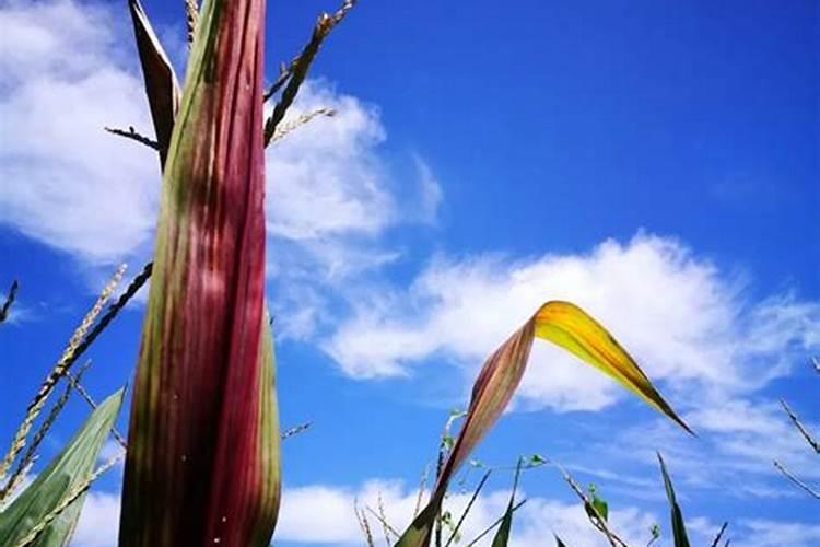 锌肥在玉米上怎样使用