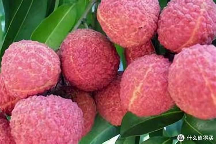 荔枝施什么肥料最好