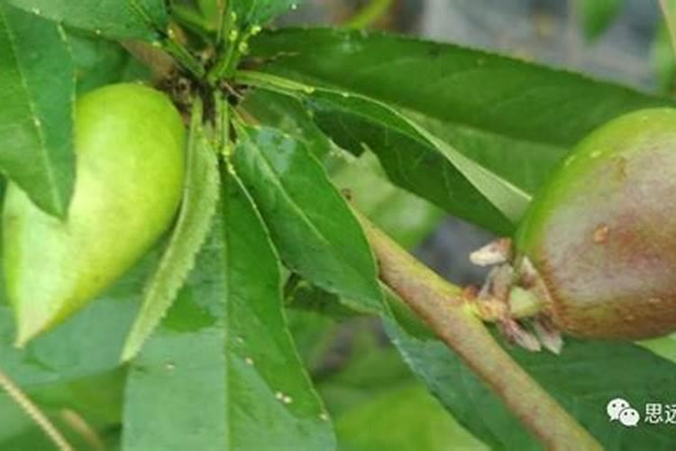 促进果实早熟用什么肥料