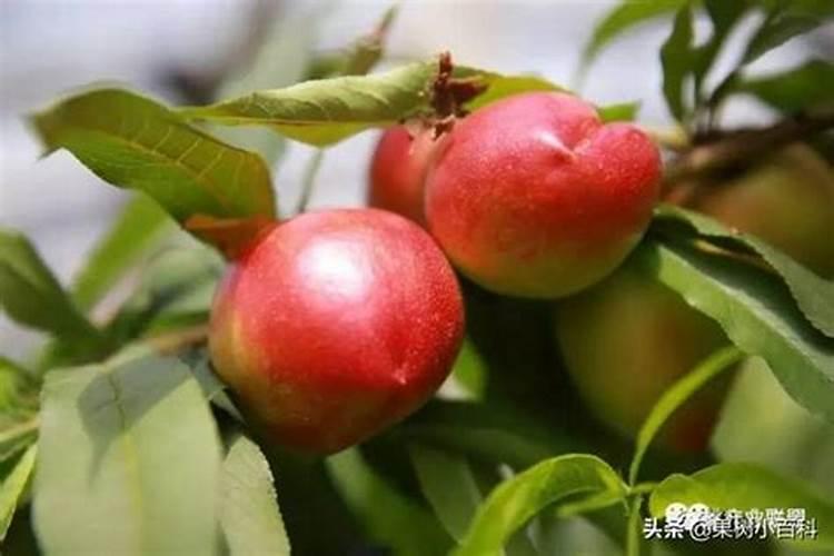 油桃是桃子的一个优良品种,大棚油桃该怎么管理呢？