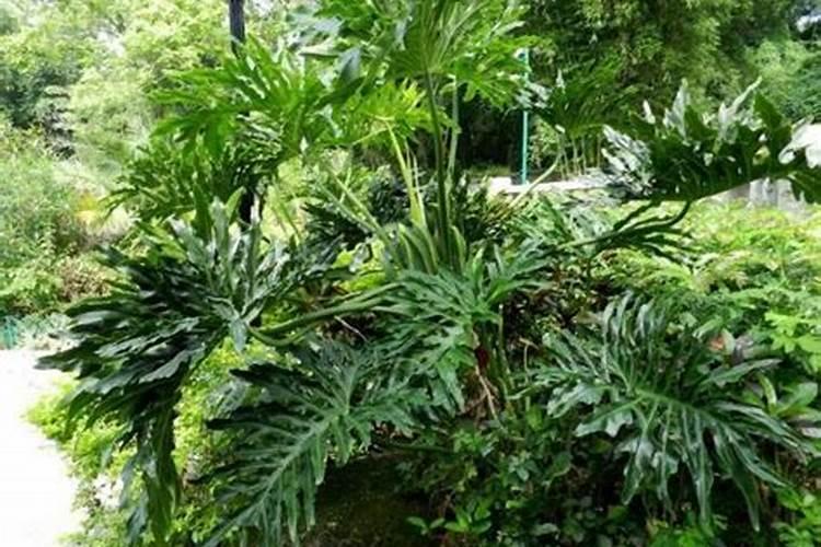 龟背竹怎么施肥 用什么肥料好