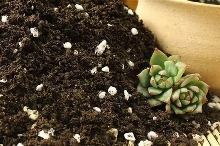 营养土可以直接养花吗