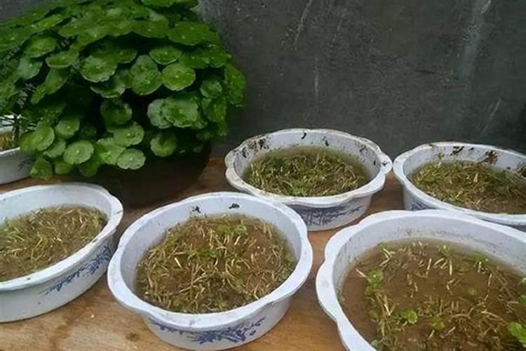 水培铜钱草施什么肥