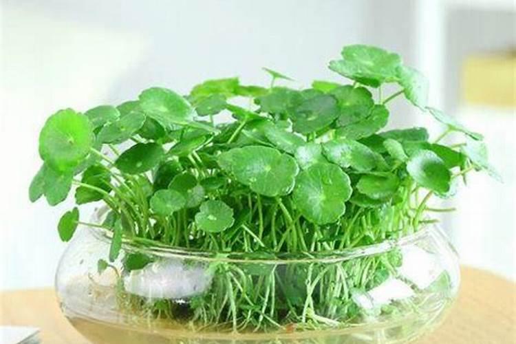 水培铜钱草水里要放什么肥料