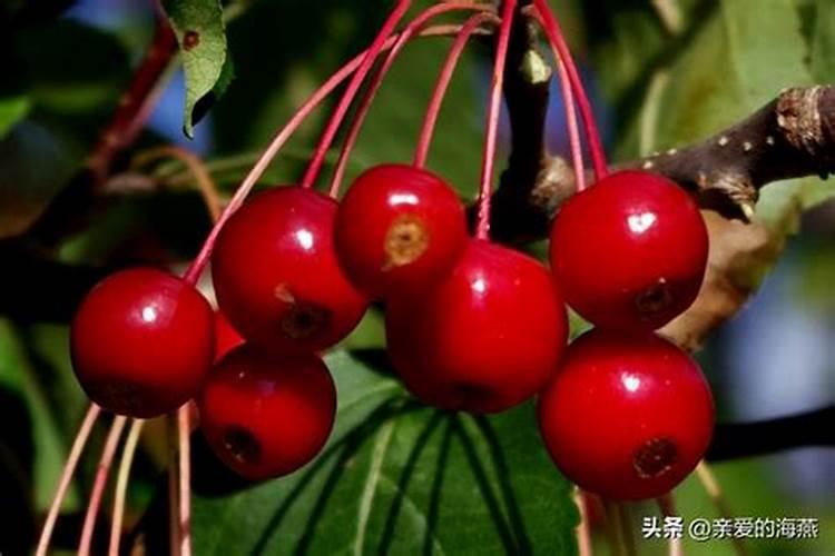 樱桃膨大期施钾肥有增强口感作用？