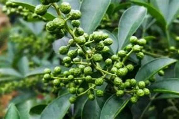 花椒的施肥技术 花椒应该怎么施肥