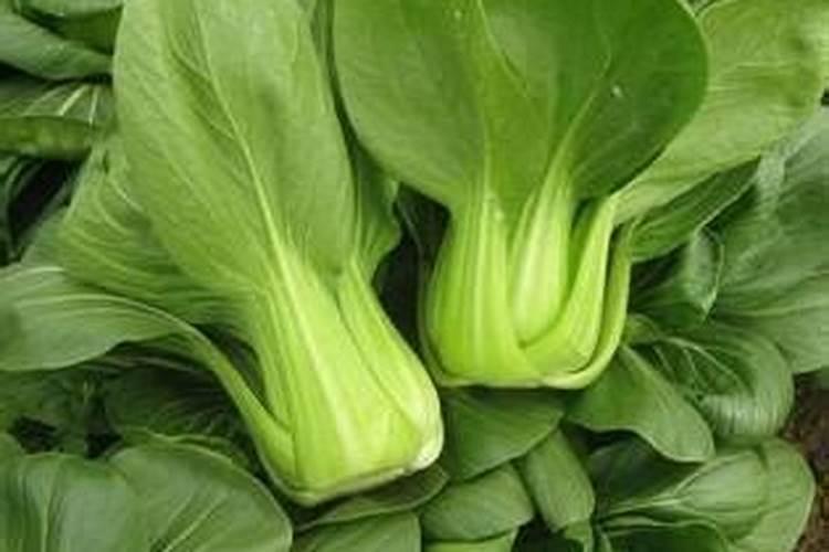 种植油菜为什么要施硼肥 油菜啥时候施硼肥好