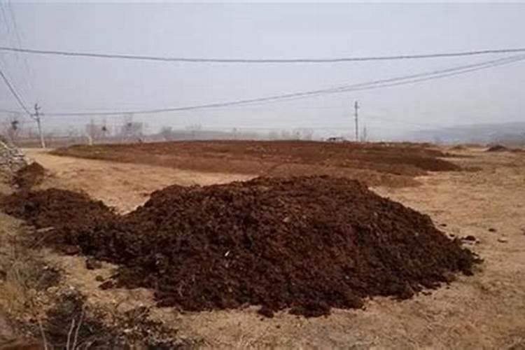 种植毛豆需要施什么肥