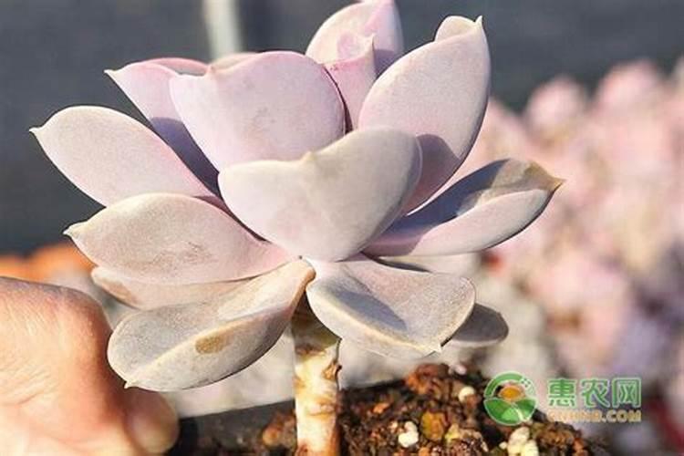 多肉需要施肥吗怎么施肥