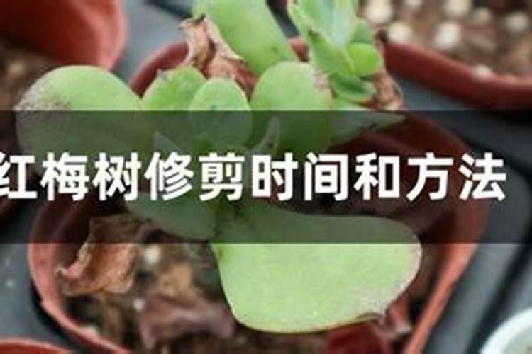 盆栽红梅的施肥与浇水(盆栽红梅的施肥与浇水技巧详解)