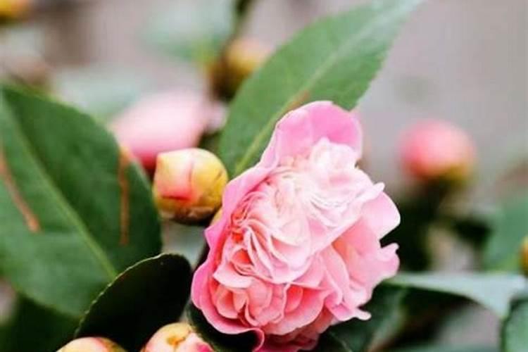 四季茶花怎么养(新手必看)