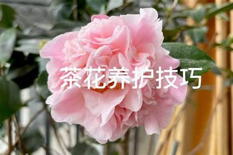 茶花一年四季施肥技巧